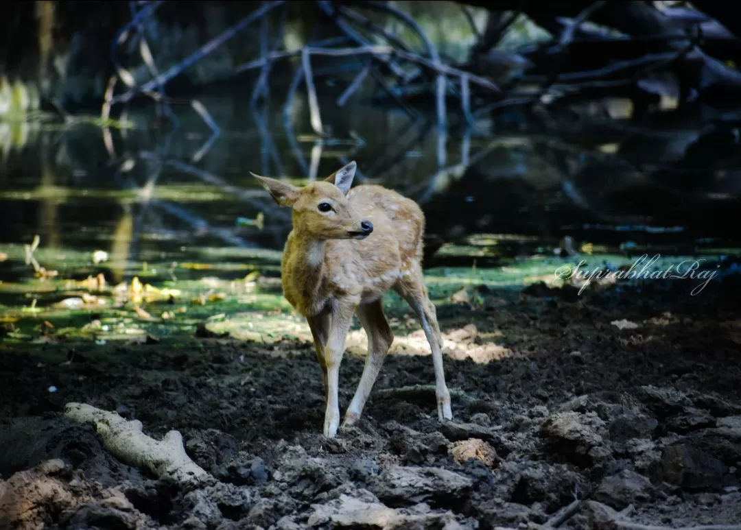 Photo of Sanjay Gandhi Biological Park By K.S. RAJ