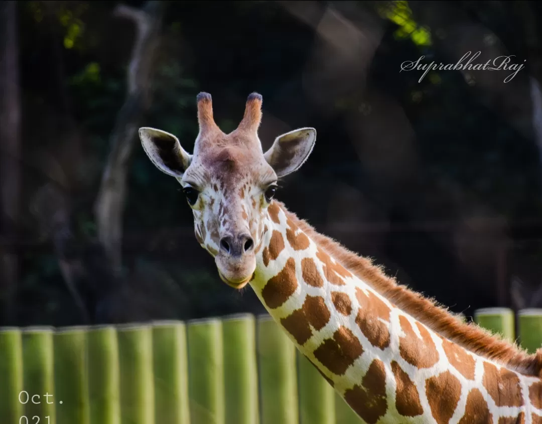 Photo of Sanjay Gandhi Biological Park By K.S. RAJ