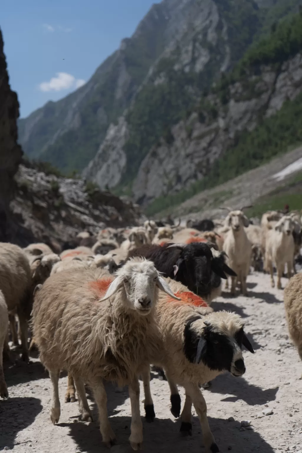 Photo of Himalayan beauty ❤️ By Yogesh Adhikari