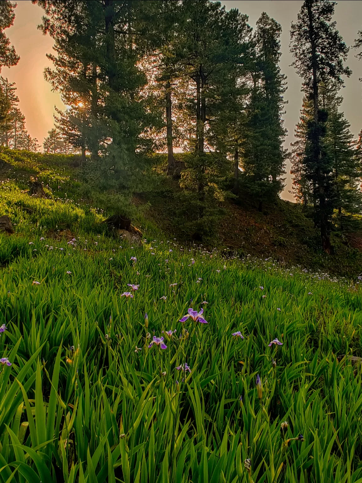 Photo of Jammu and Kashmir By Nargis Farheena 