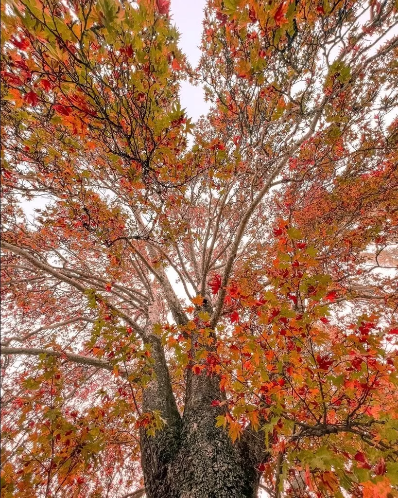 Photo of Kashmir By Nargis Farheena 