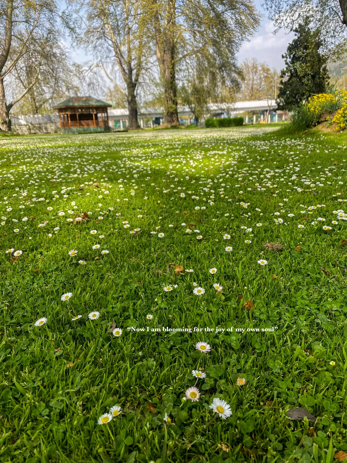 Photo of Srinagar By Nargis Farheena 