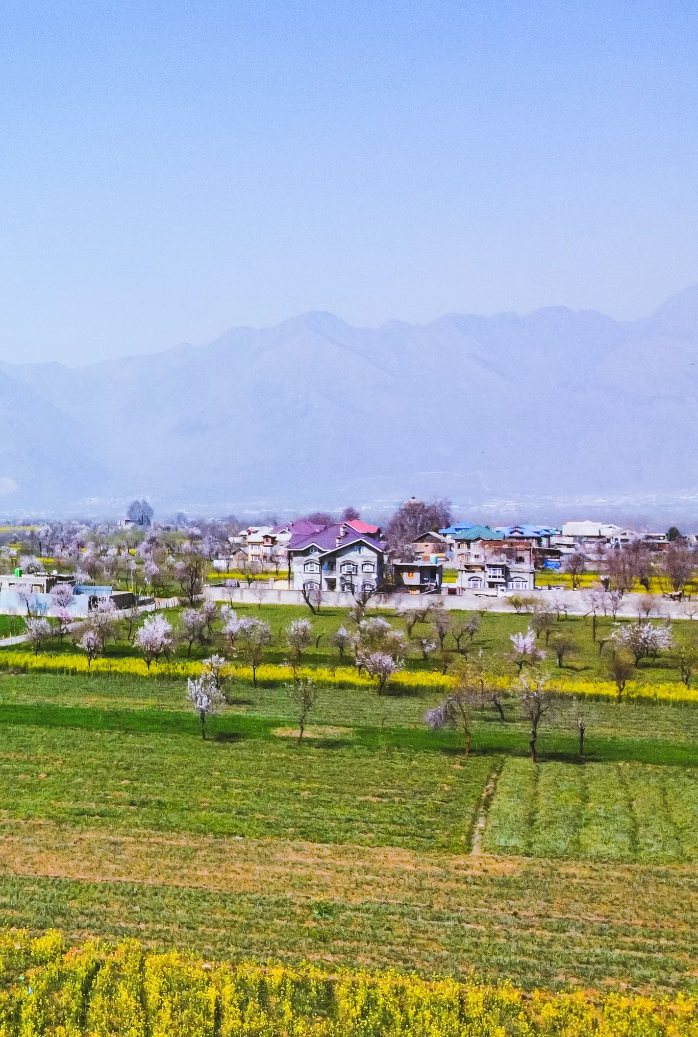 Photo of Pampore By Nargis Farheena 