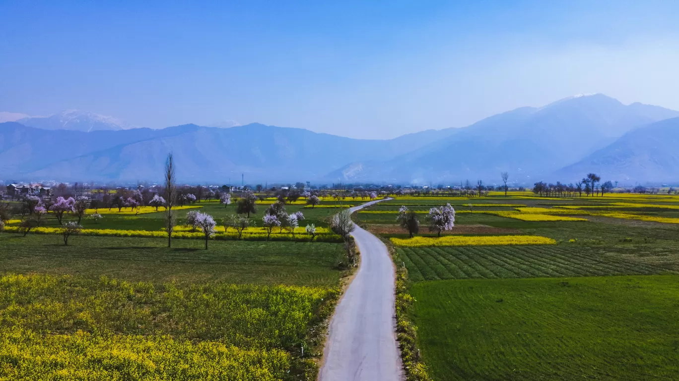Photo of Pampore By Nargis Farheena 