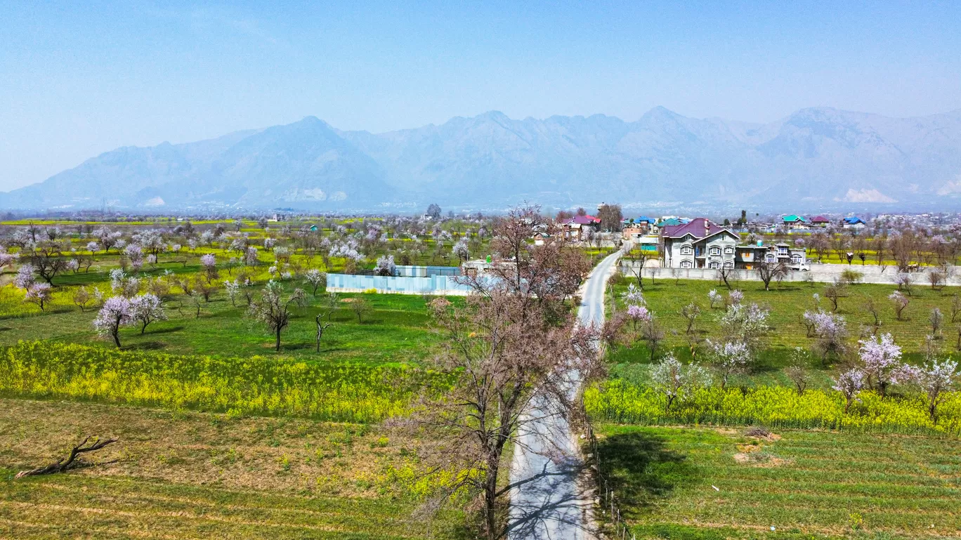 Photo of Pampore By Nargis Farheena 