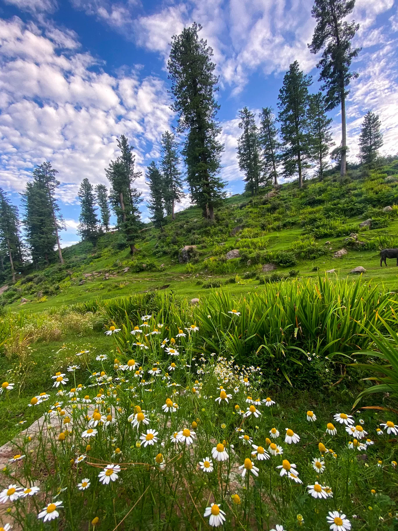Photo of Kashmir By Nargis Farheena 