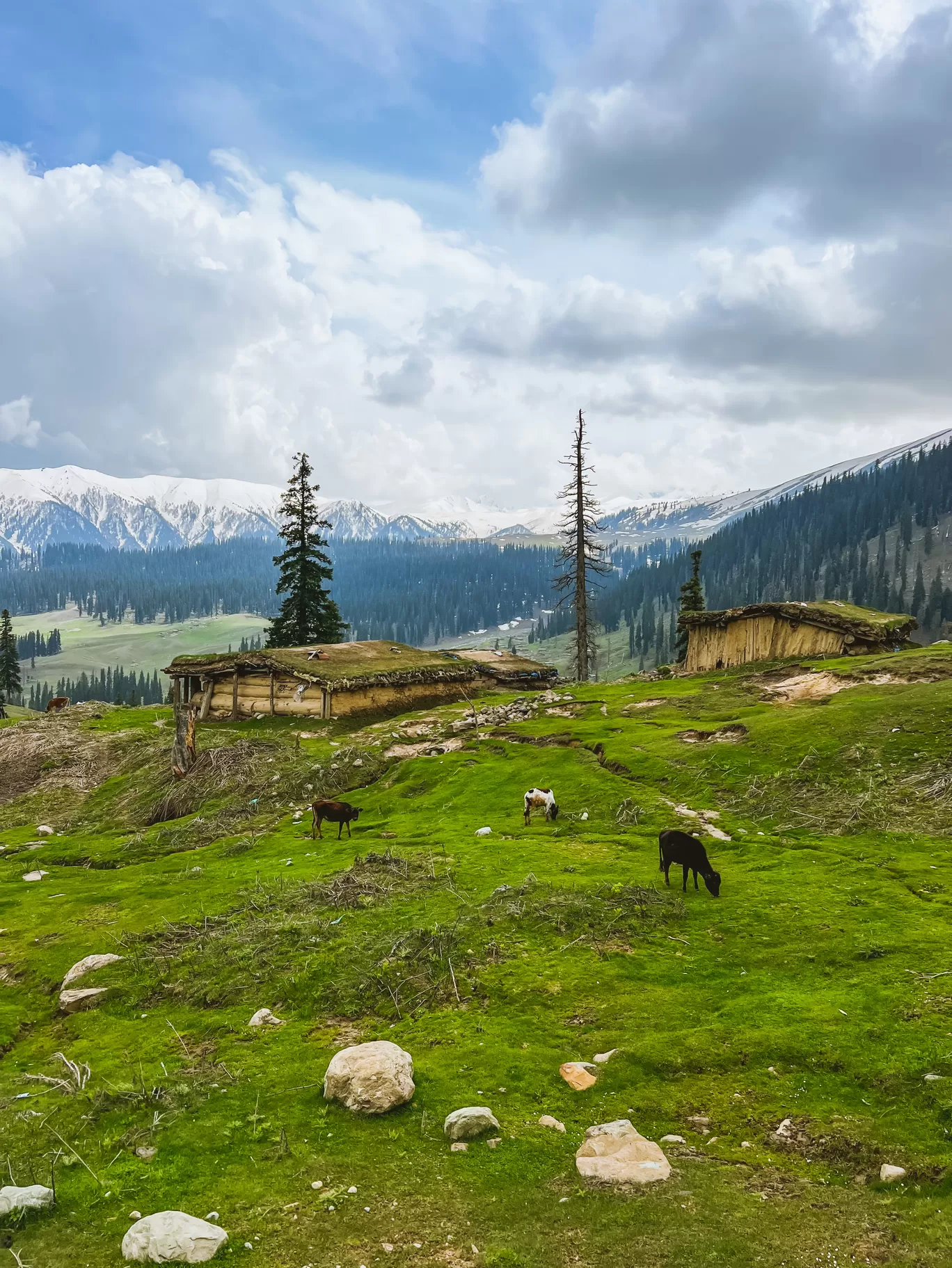 Photo of Tosamaidan توسہ میدان By Nargis Farheena 
