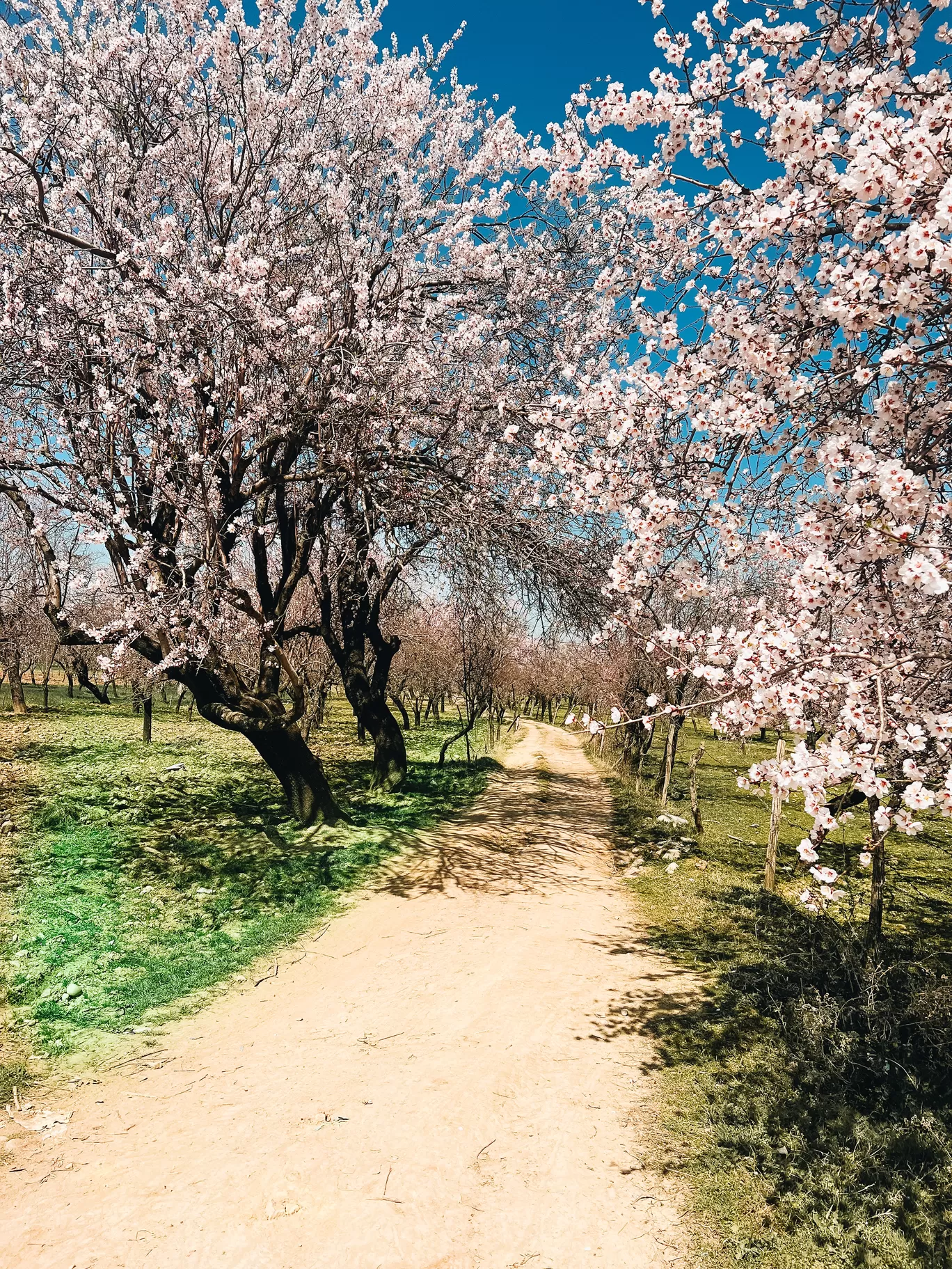 Photo of Kashmir By Nargis Farheena 