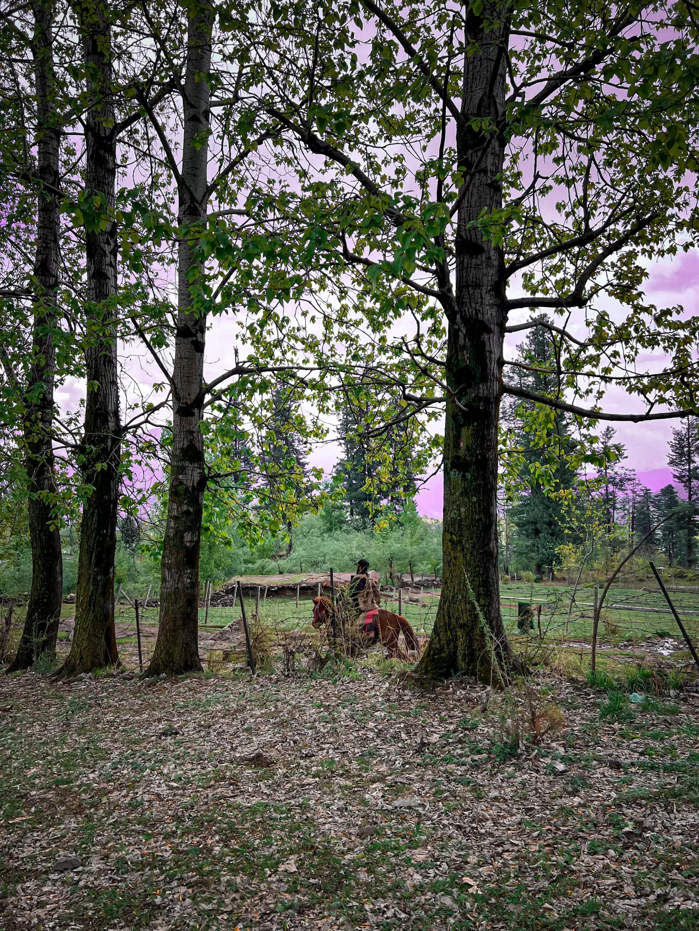 Photo of Kashmir By Nargis Farheena 