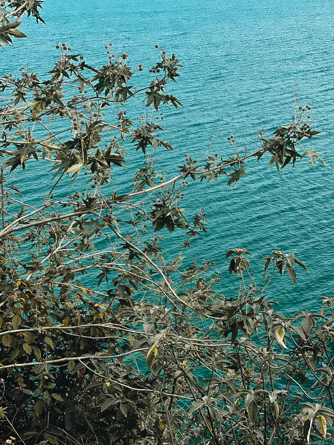 Photo of Basohli By Nargis Farheena 