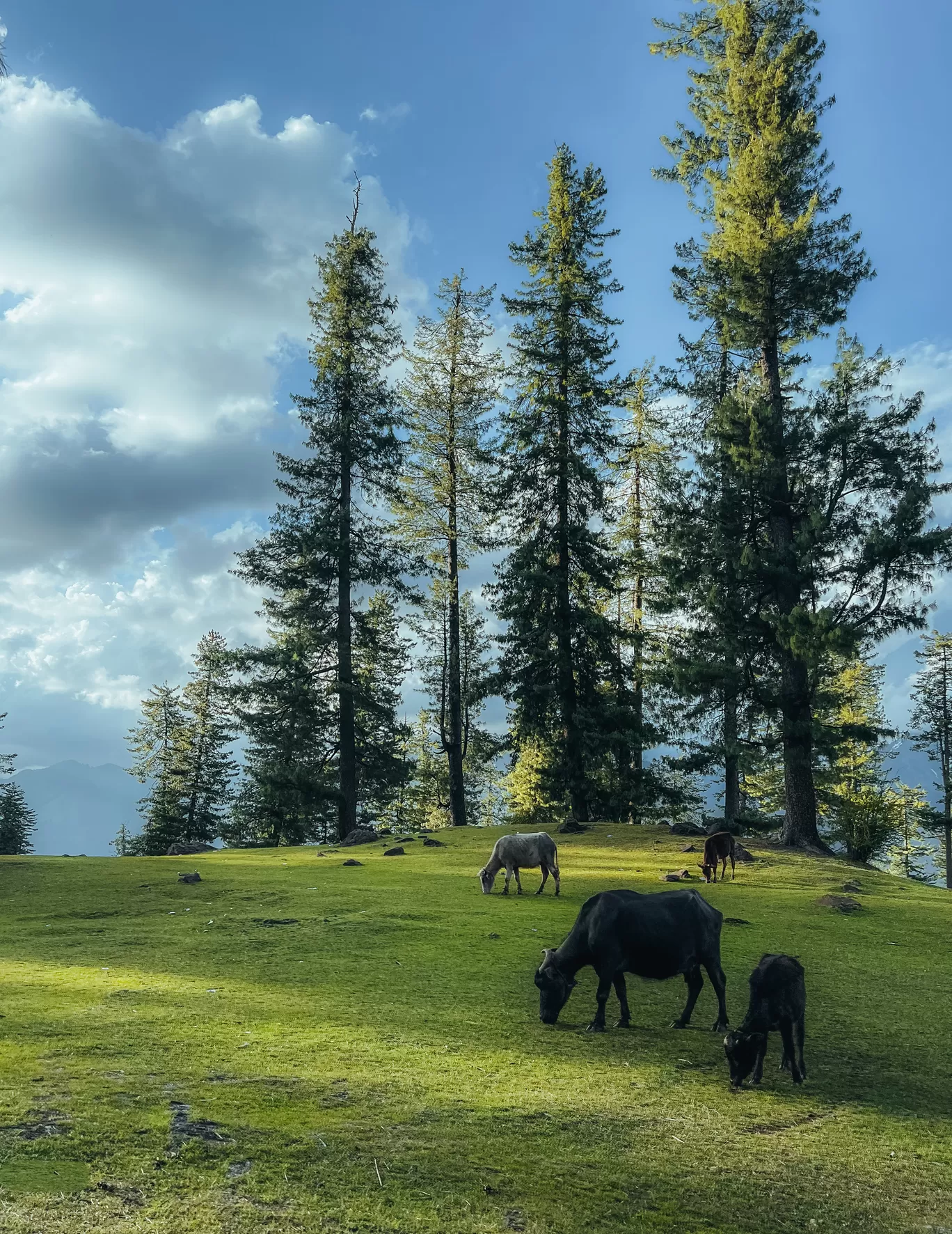 Photo of Jammu and Kashmir By Nargis Farheena 