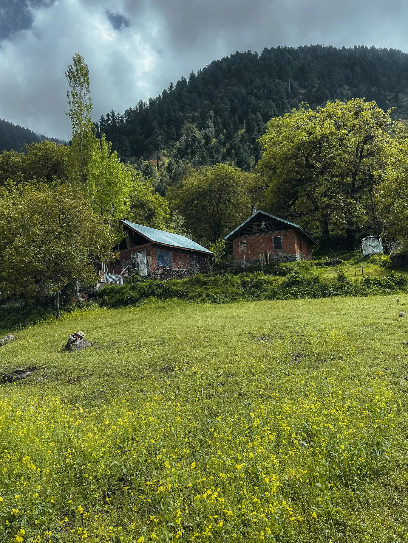 Photo of Tral Awantipora By Nargis Farheena 