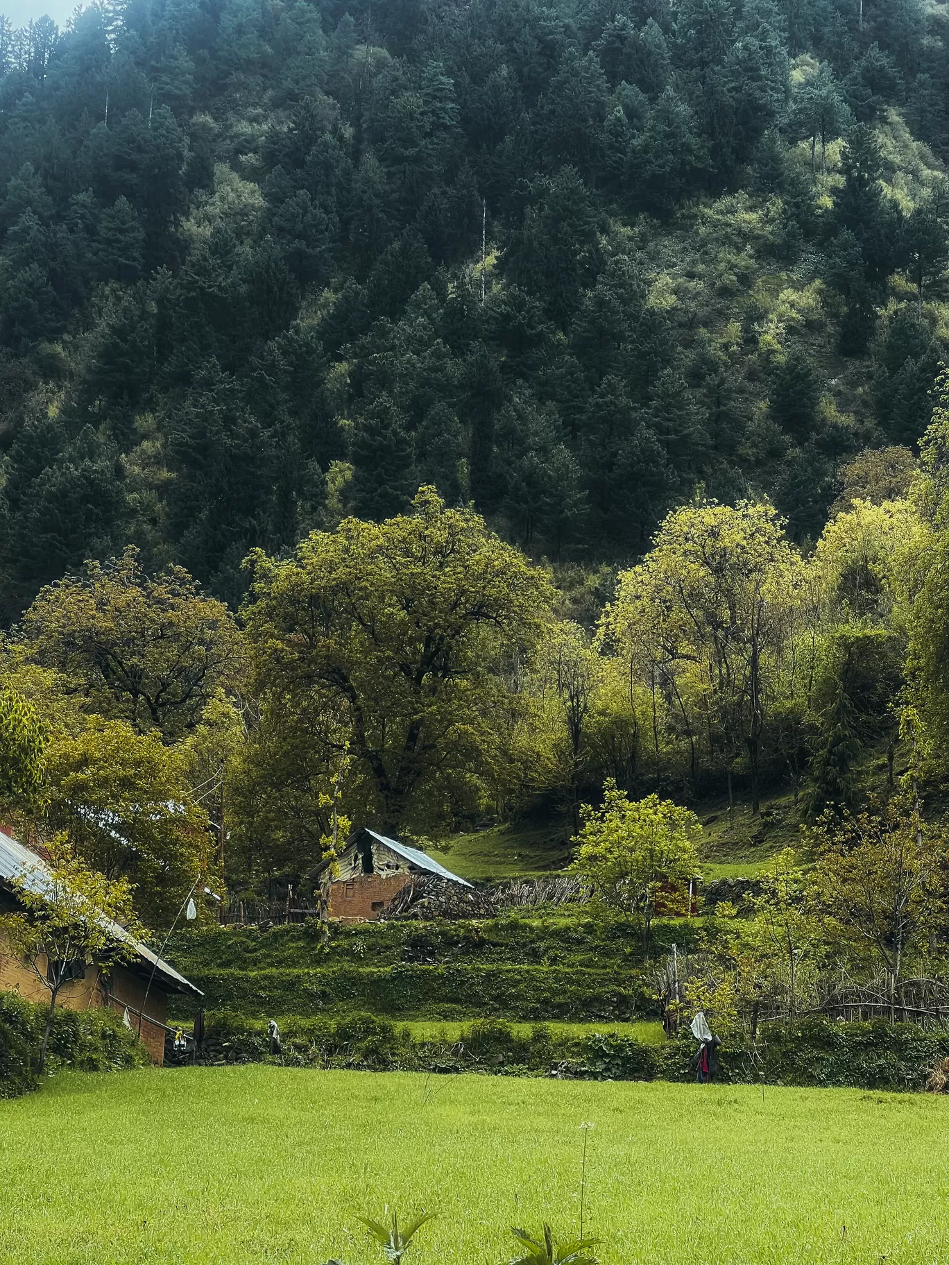 Photo of Tral Awantipora By Nargis Farheena 