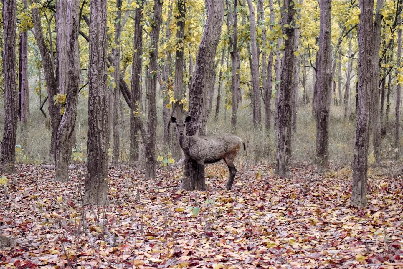 Photo of Kanha National Park By Saikat Das