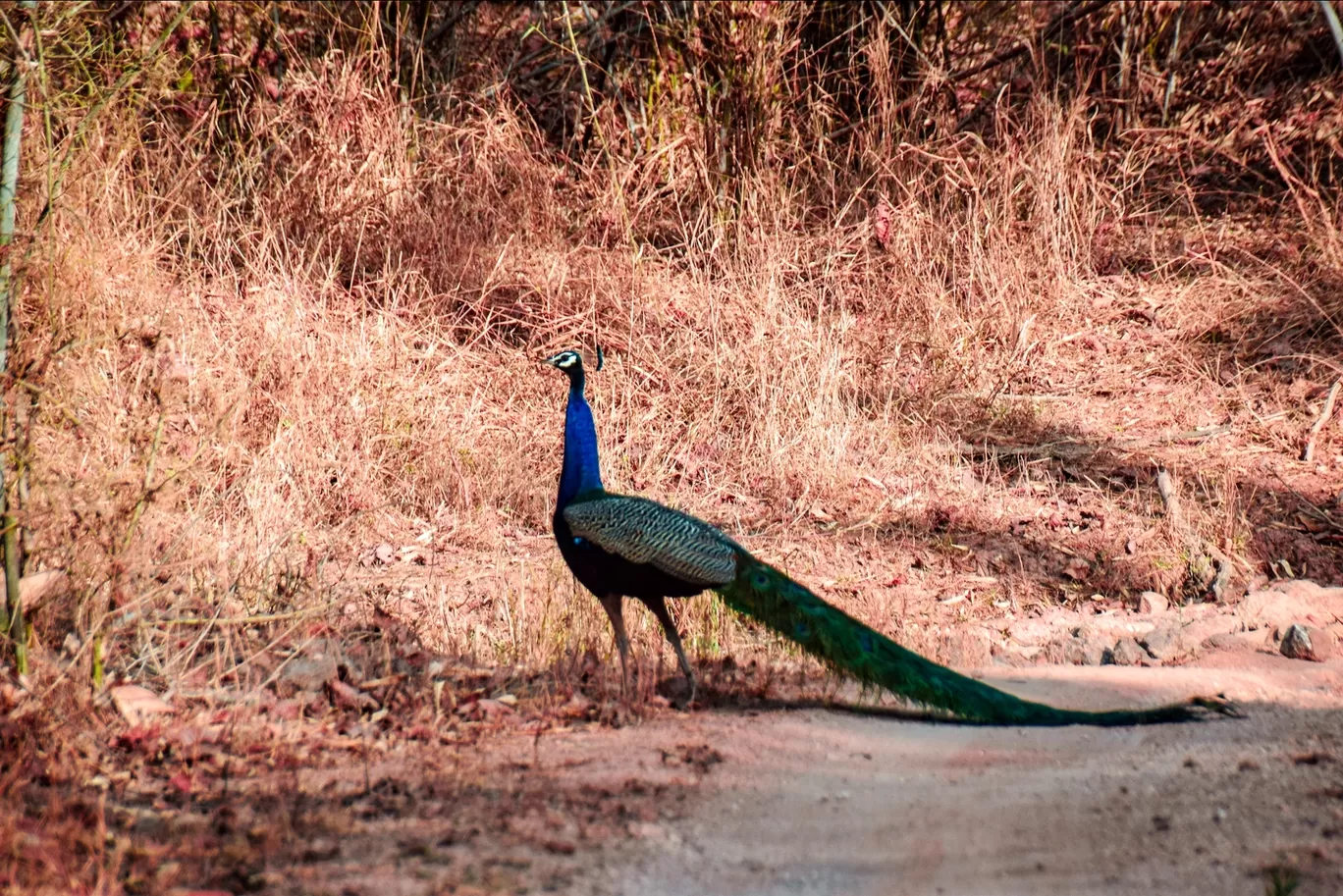 Photo of Kanha National Park By Saikat Das