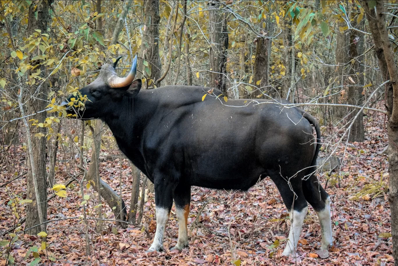 Photo of Kanha National Park By Saikat Das