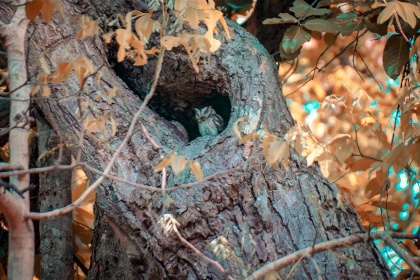 Photo of Kanha National Park By Saikat Das