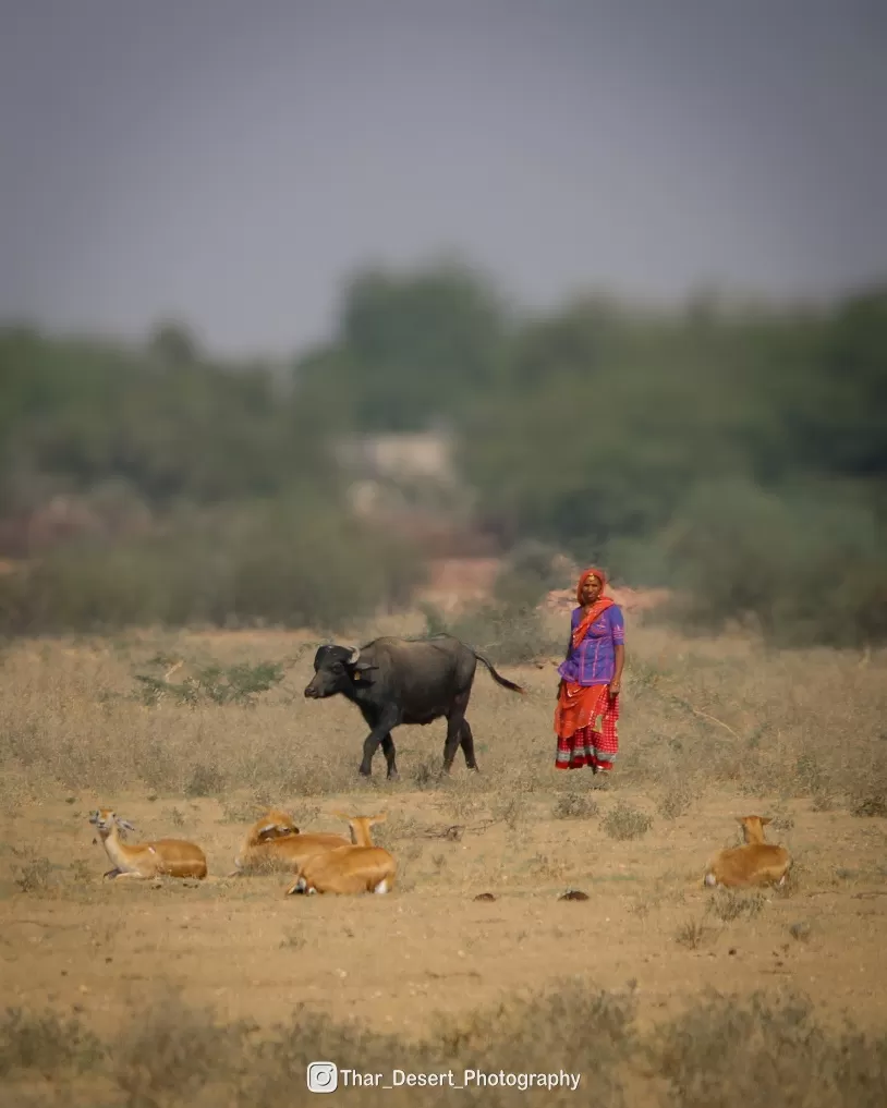 Photo of Jodhpur By Sharvan patel