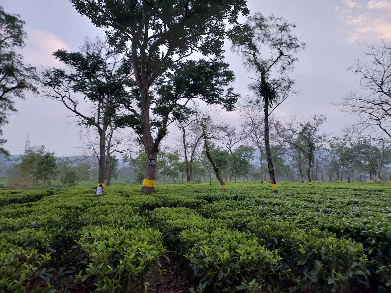 Photo of Kaziranga National Park By Yogini Patil