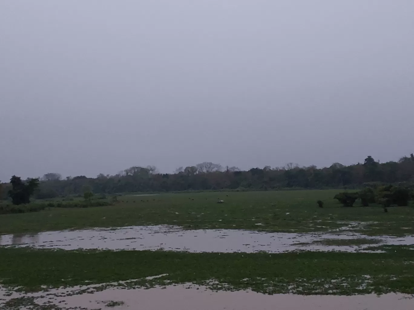 Photo of Kaziranga National Park By Yogini Patil