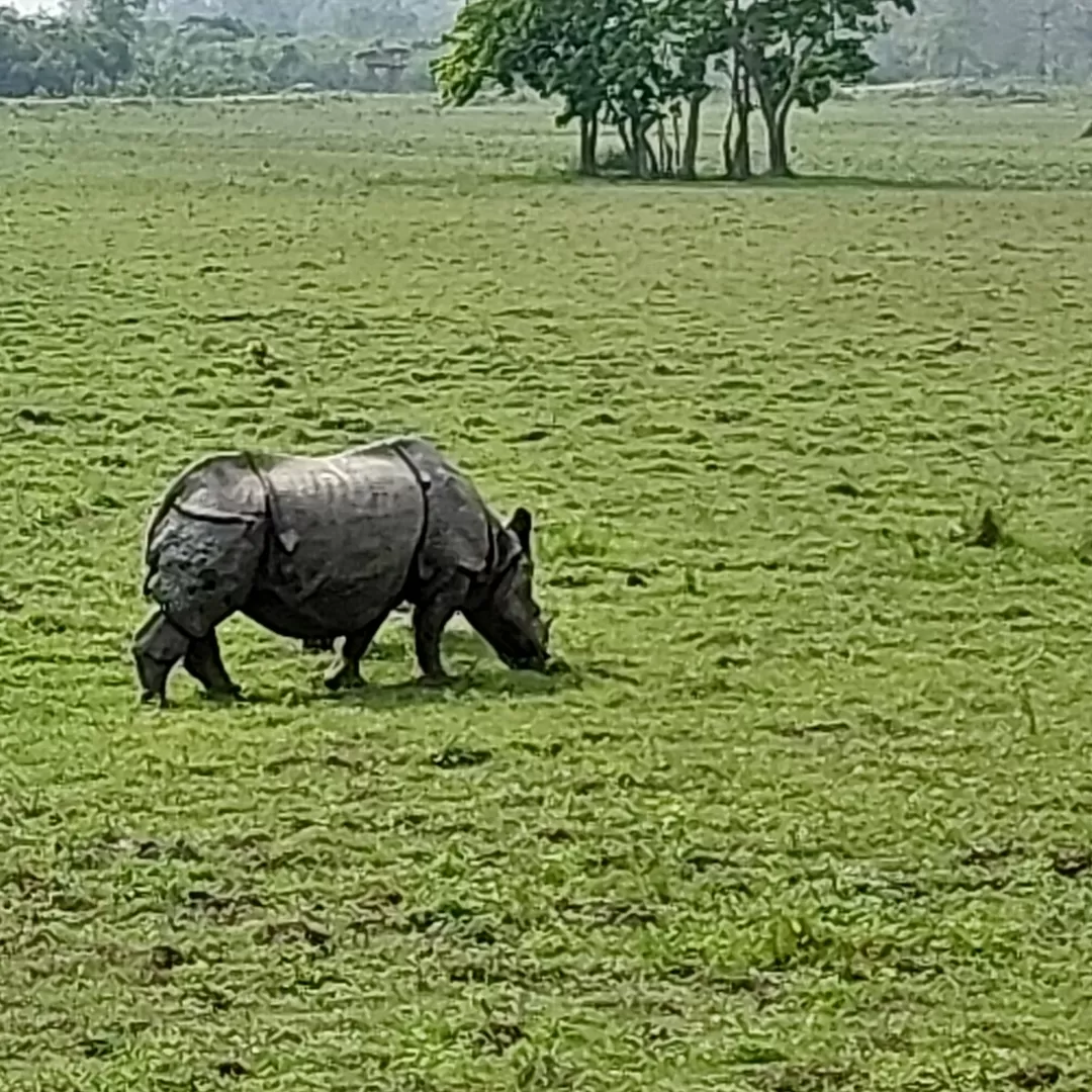 Photo of Kaziranga National Park By Yogini Patil