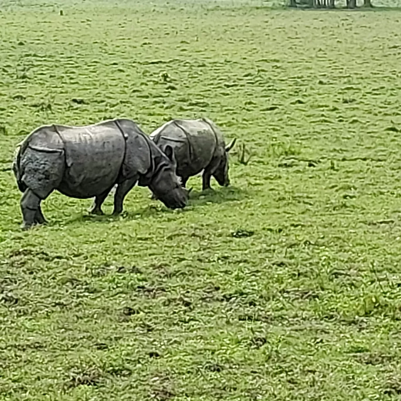 Photo of Kaziranga National Park By Yogini Patil