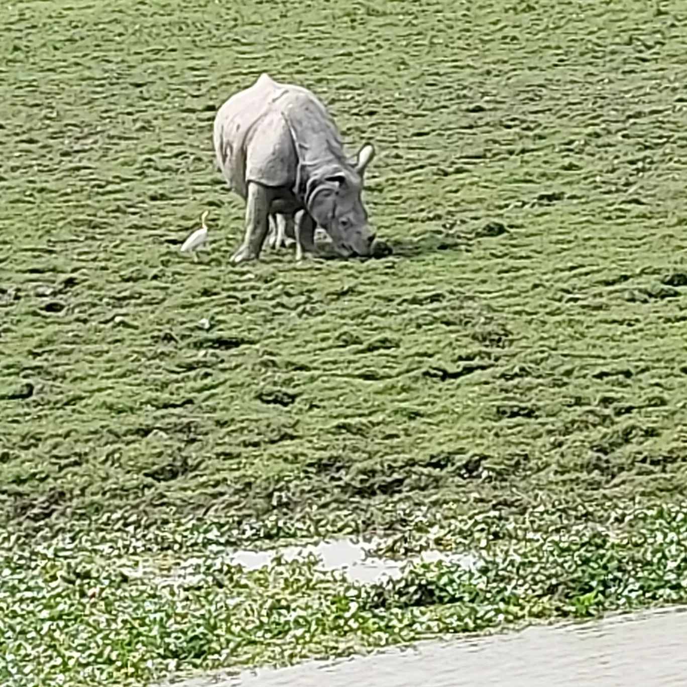 Photo of Kaziranga National Park By Yogini Patil