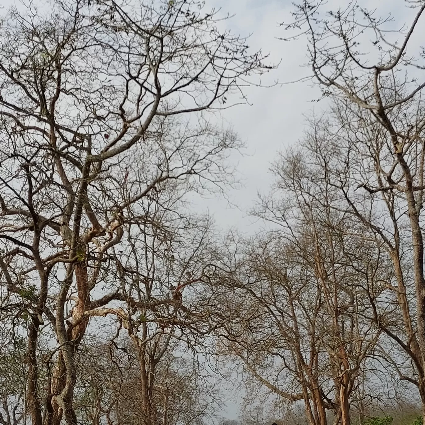 Photo of Kaziranga National Park By Yogini Patil