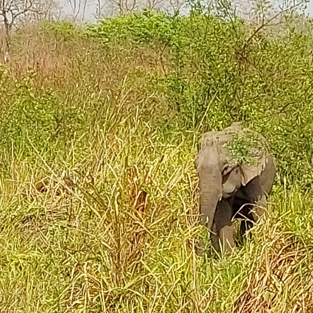 Photo of Kaziranga National Park By Yogini Patil