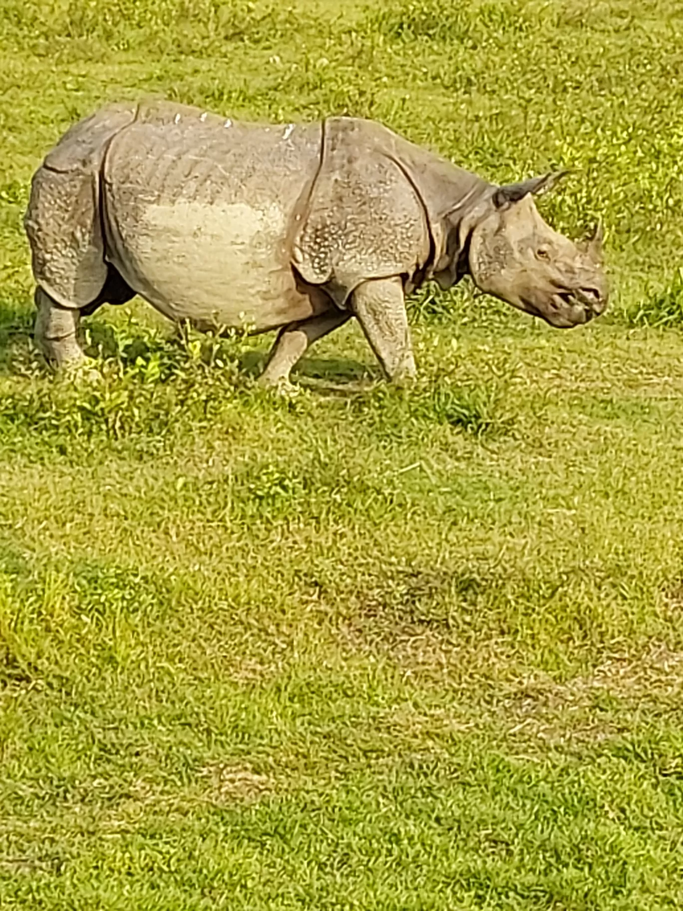 Photo of Kaziranga National Park By Yogini Patil