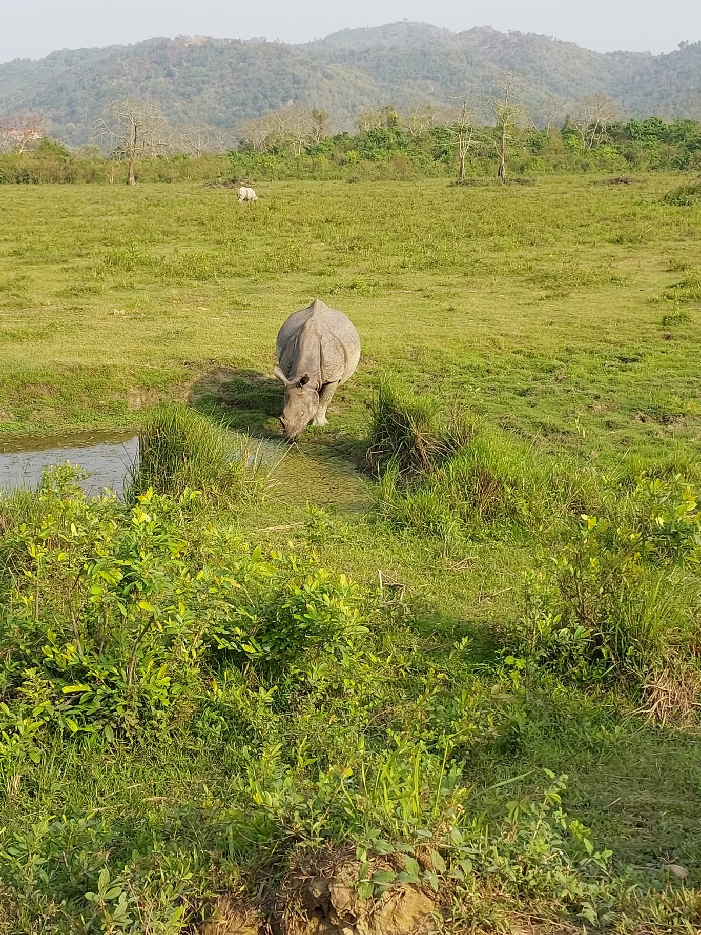 Photo of Kaziranga National Park By Yogini Patil