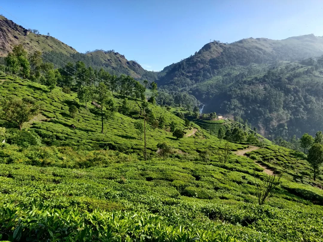 Photo of Munnar By Nikhil Bhati