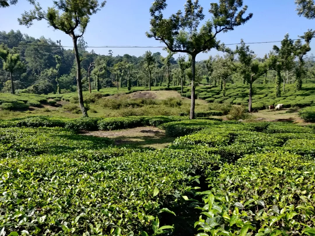 Photo of Munnar By Nikhil Bhati