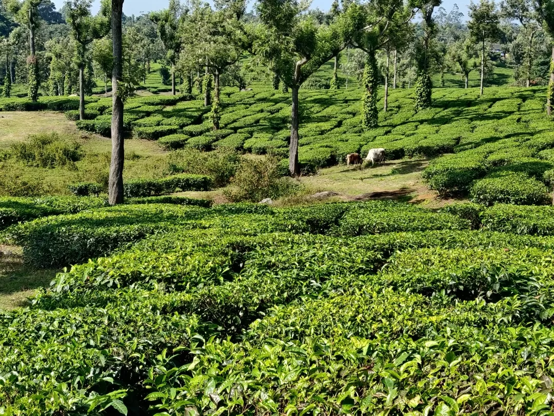 Photo of Munnar By Nikhil Bhati