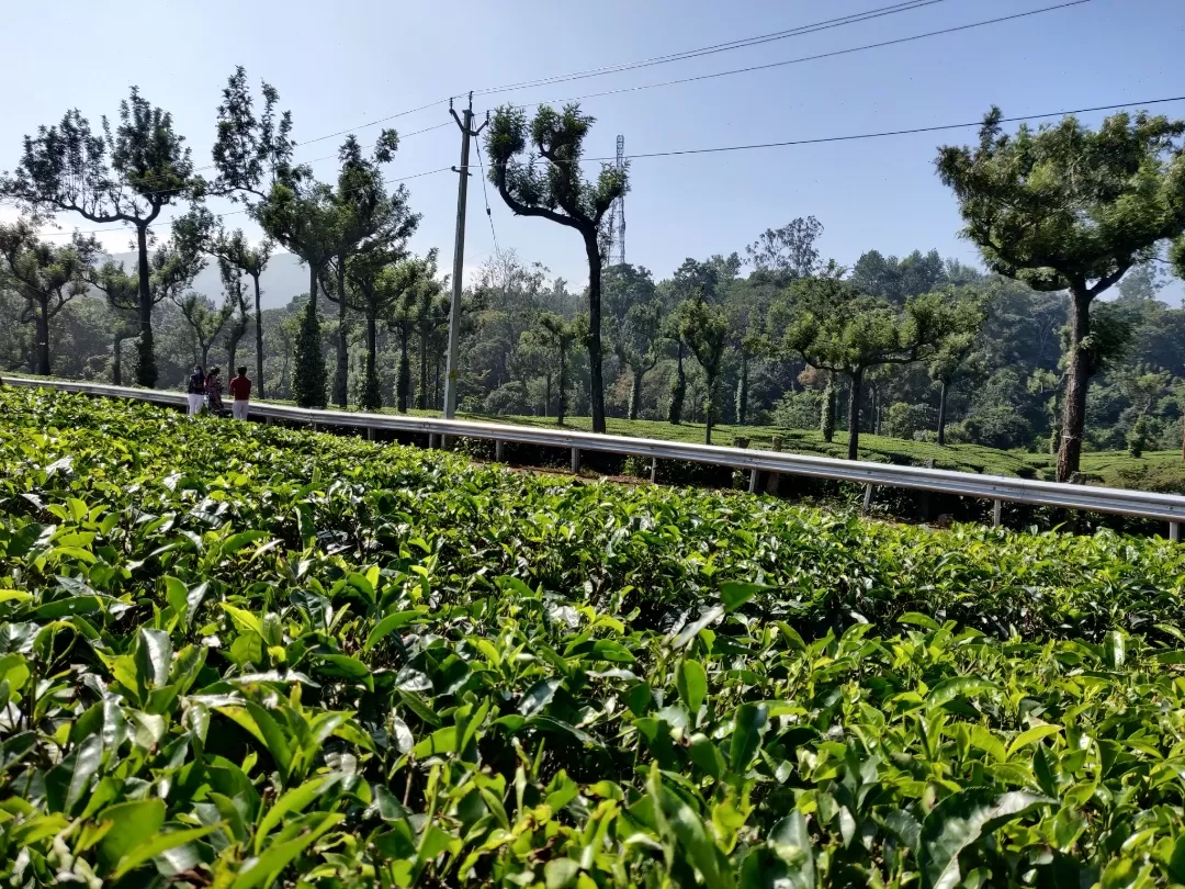 Photo of Munnar By Nikhil Bhati