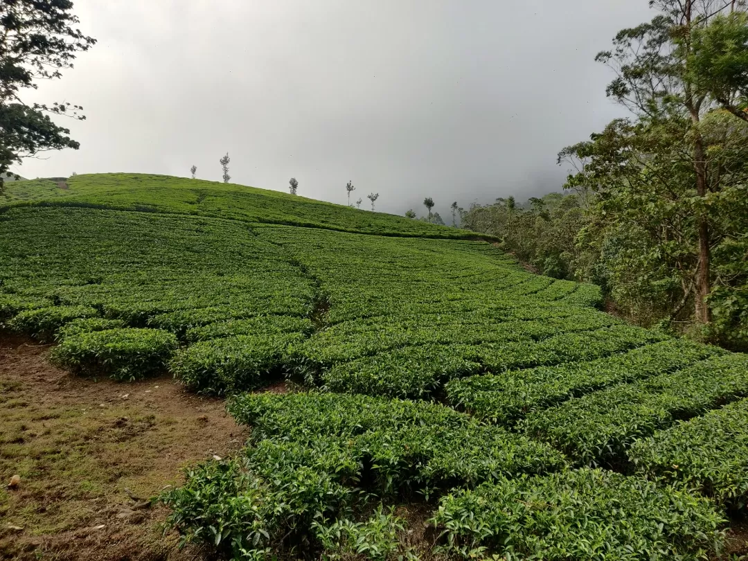 Photo of Munnar By Nikhil Bhati