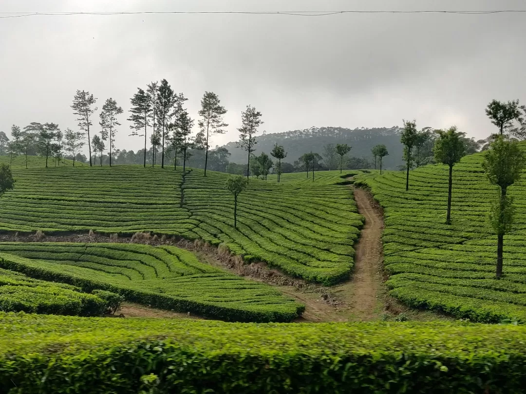 Photo of Munnar By Nikhil Bhati