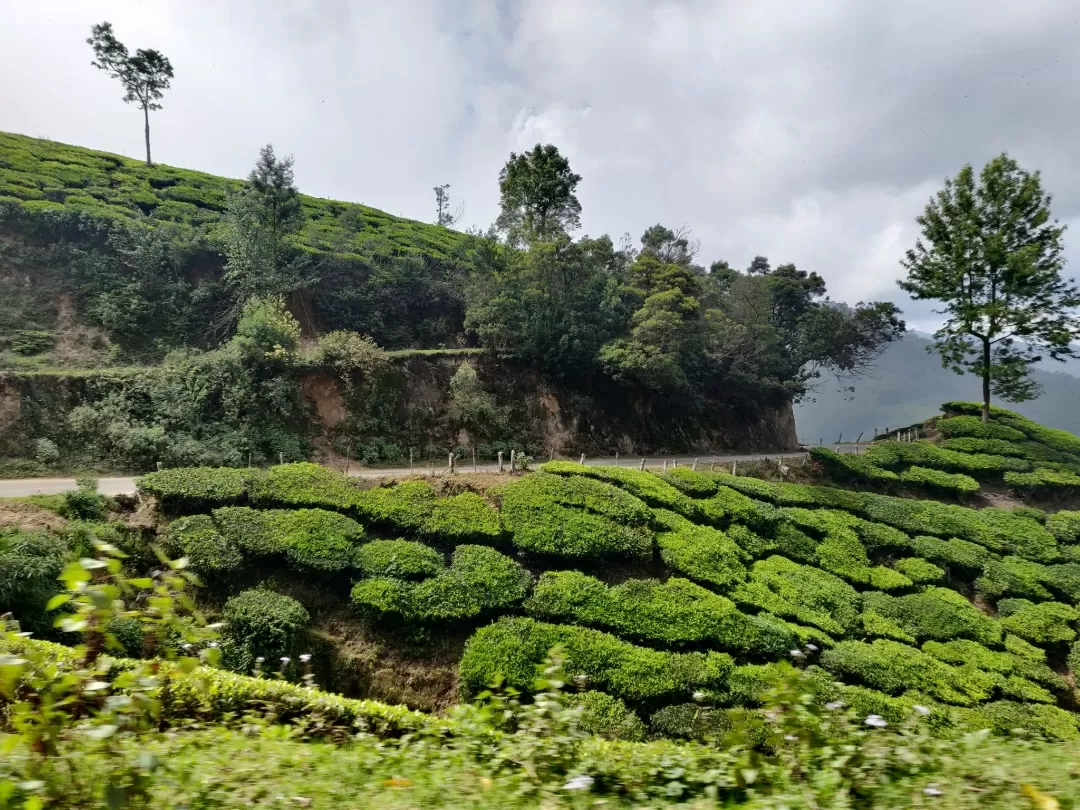 Photo of Munnar By Nikhil Bhati