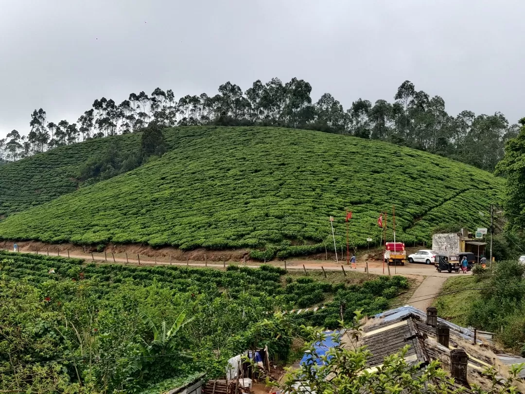 Photo of Munnar By Nikhil Bhati