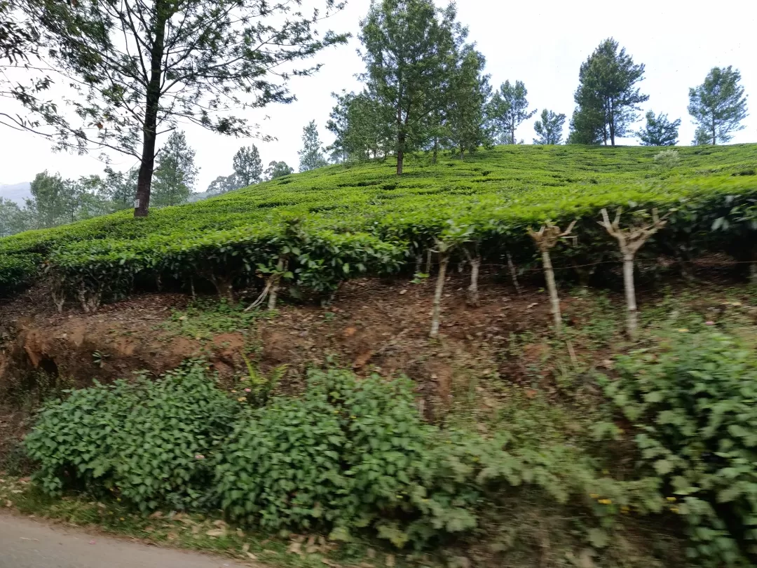 Photo of Munnar By Nikhil Bhati