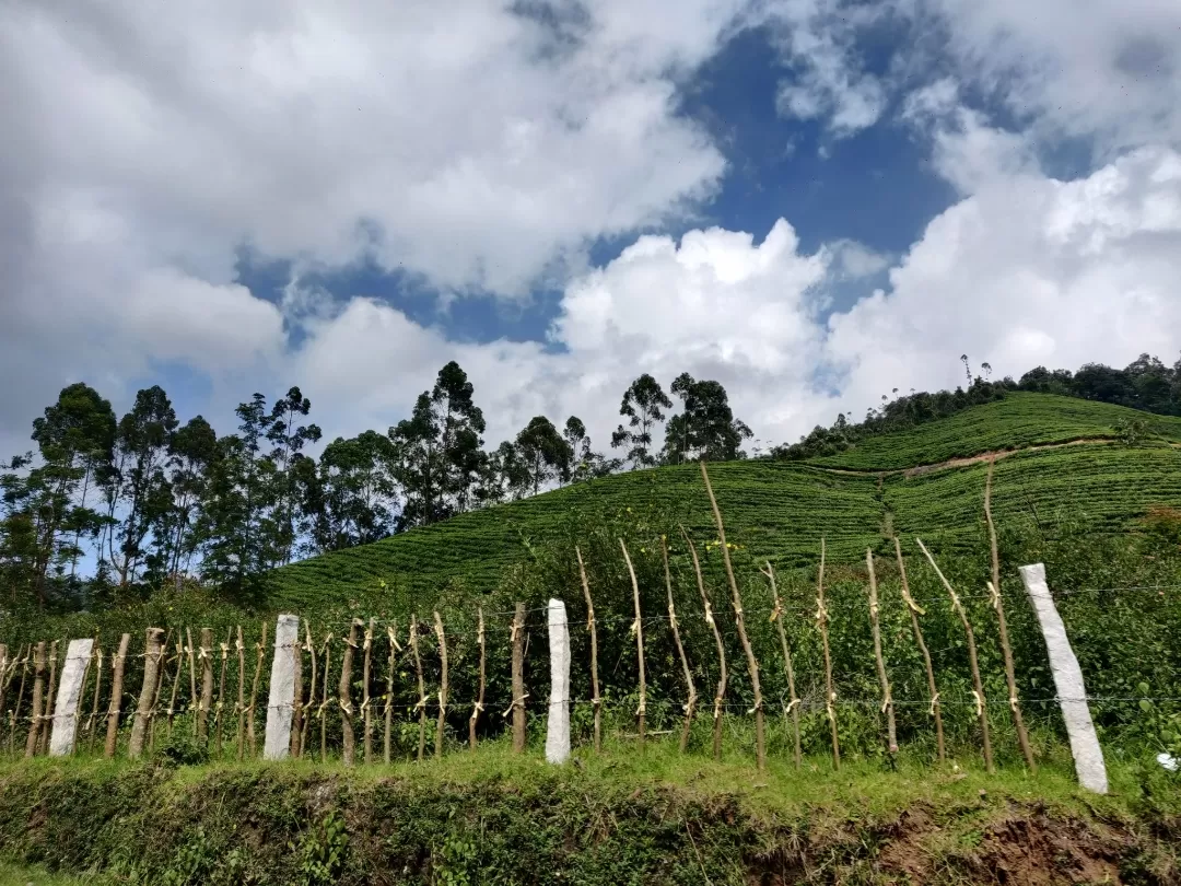 Photo of Munnar By Nikhil Bhati