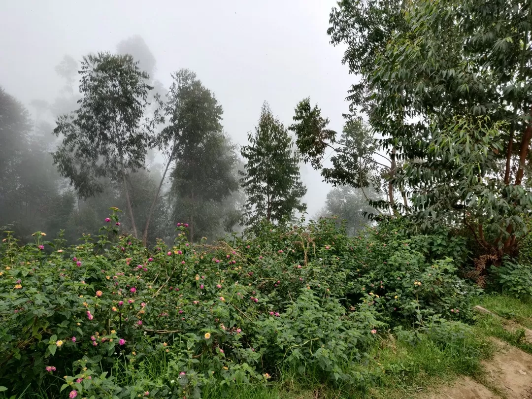 Photo of Munnar By Nikhil Bhati