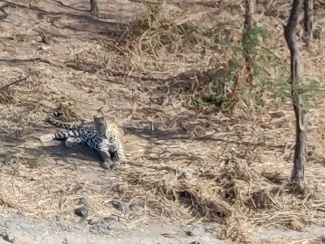 Photo of Gir National Park By Nikhil Bhati