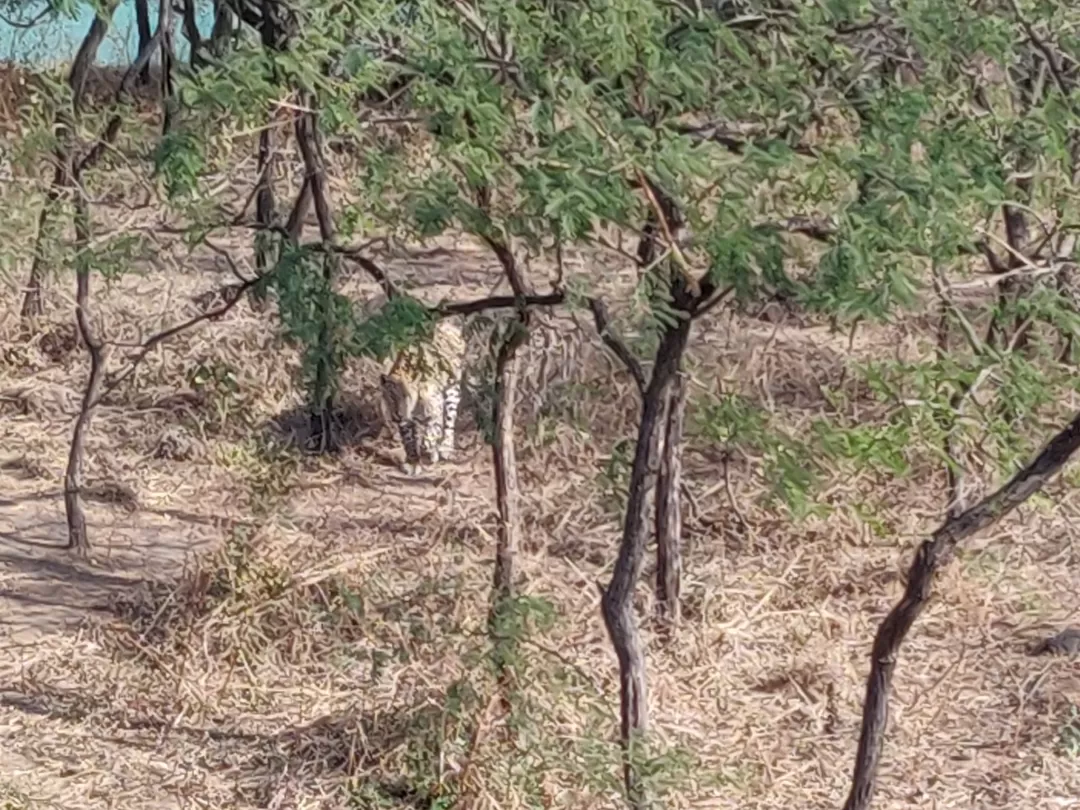 Photo of Gir National Park By Nikhil Bhati