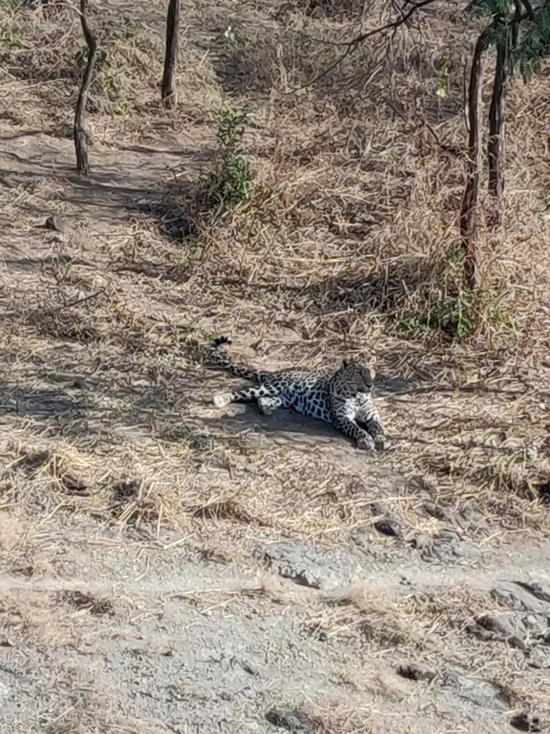 Photo of Gir National Park By Nikhil Bhati