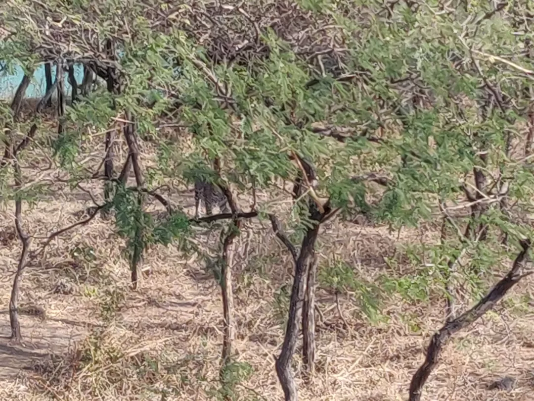 Photo of Gir National Park By Nikhil Bhati