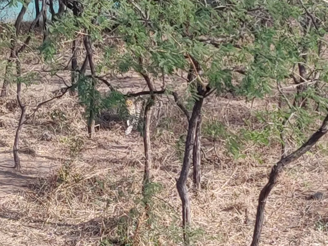 Photo of Gir National Park By Nikhil Bhati