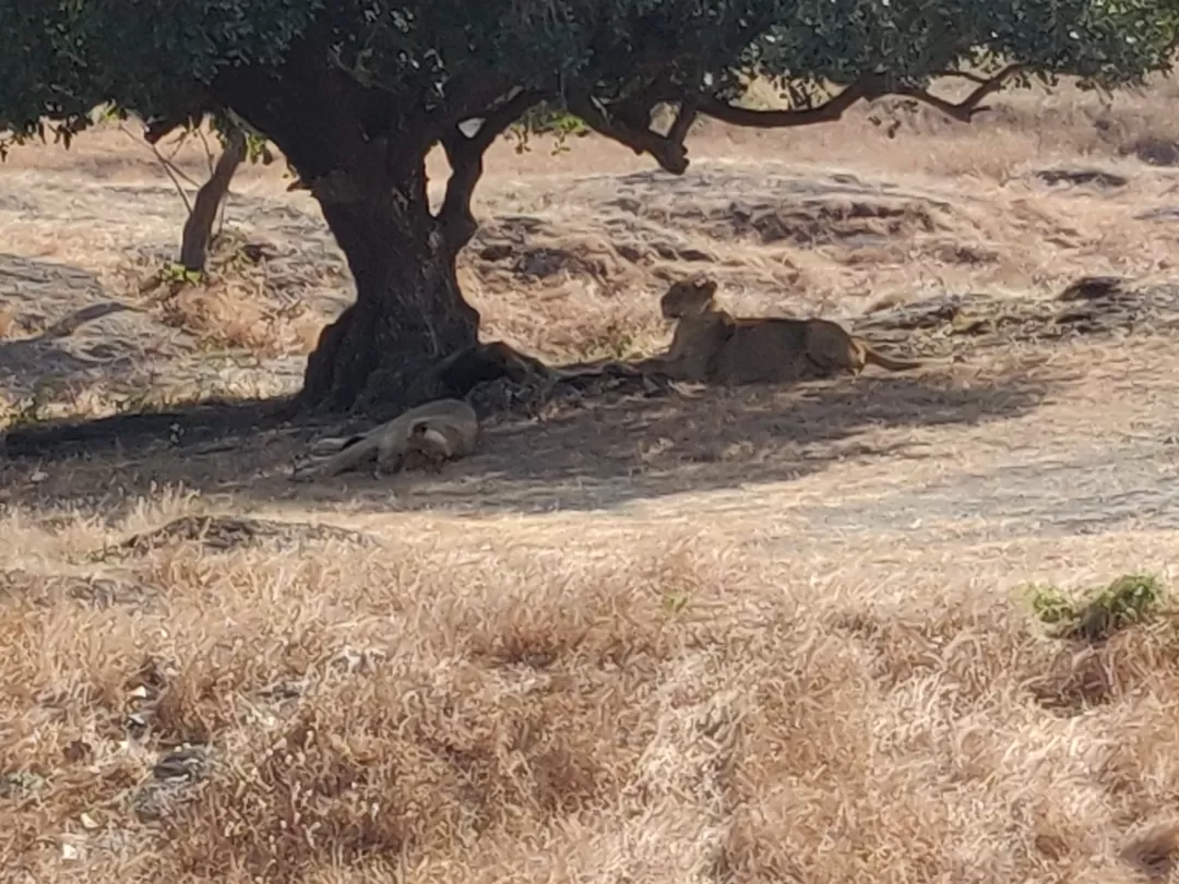 Photo of Gir National Park By Nikhil Bhati