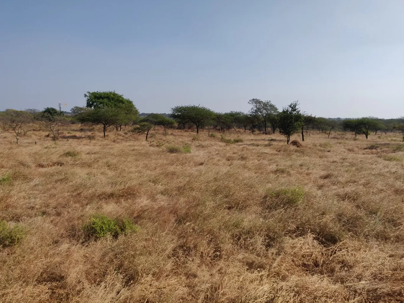 Photo of Gir National Park By Nikhil Bhati