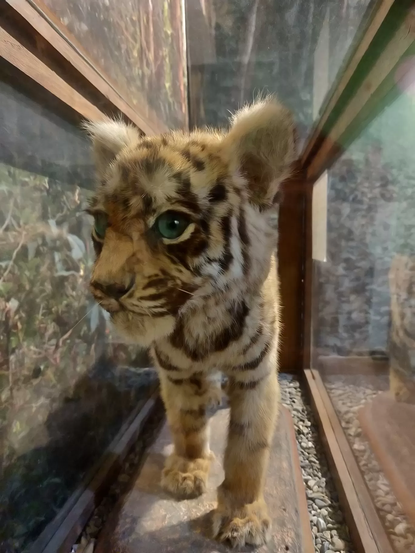 Photo of Jim Corbett Museum By Nikhil Bhati